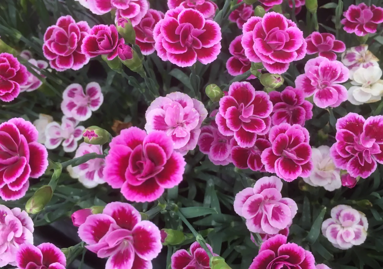 Everything You Need To Know About Dianthus Pink Kisses 